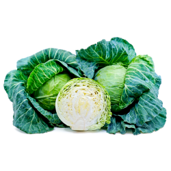 Cabbage, Green - 1 Head